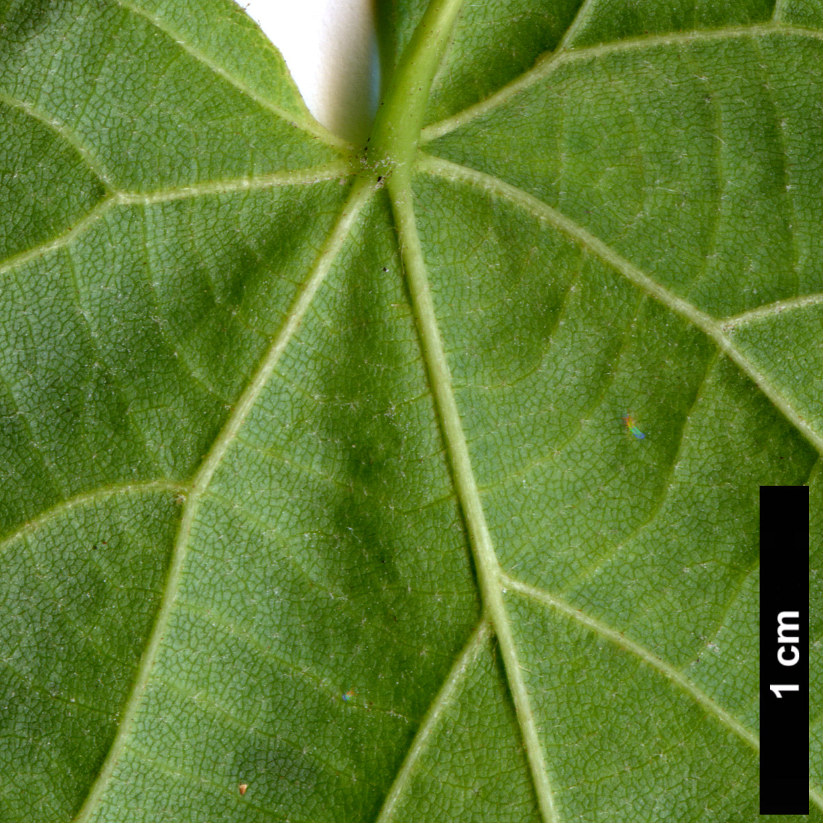 High resolution image: Family: Malvaceae - Genus: Tilia - Taxon: platyphyllos × T.tomentosa